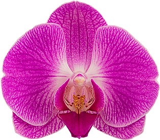 bloemgrootte: 334625