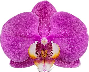 tamaño de la flor: 334392