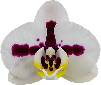 bloemgrootte: 214664