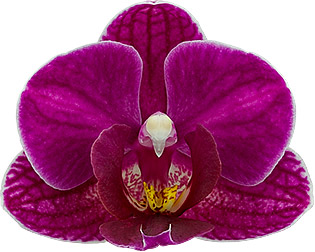 tamaño de la flor: 4,5