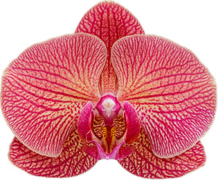 bloemgrootte: 315616