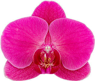 tamaño de la flor: 335264