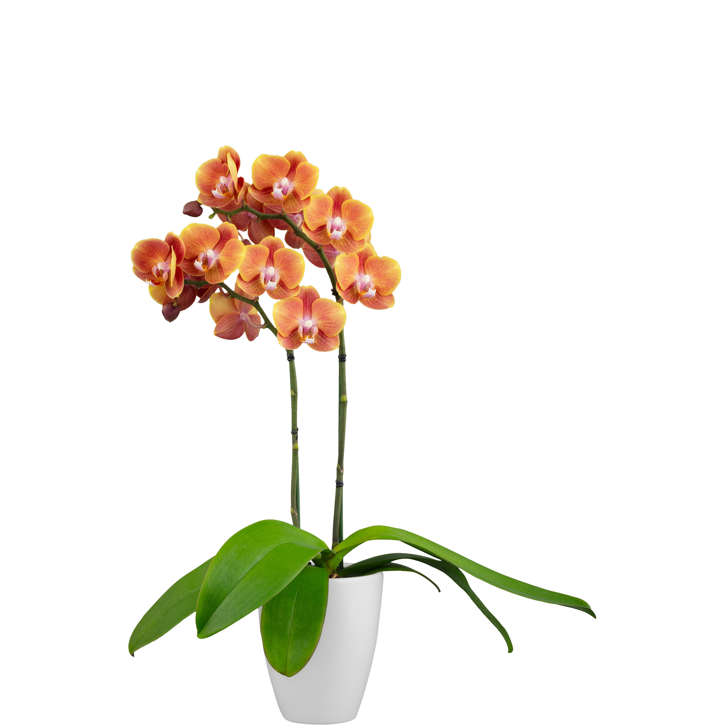 カニバル様確認用 Floricultura - 255960
