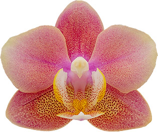 tamanho da flor: 1012792