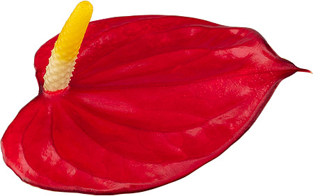 bloemgrootte: 1005930