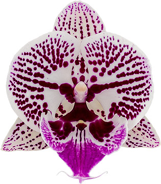 flower size: 1007483