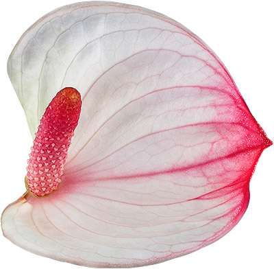 bloemgrootte: 1003720