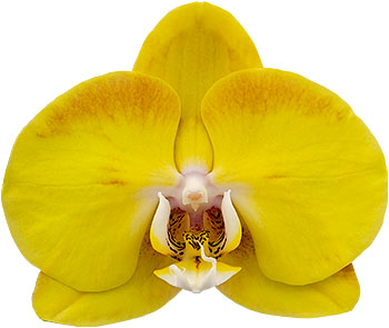 bloemgrootte: 1003579 