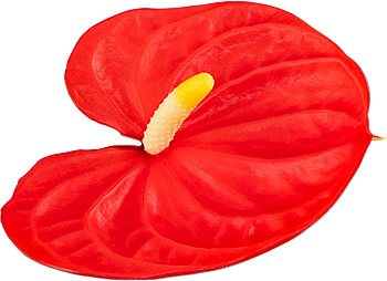 bloemgrootte: 1001060