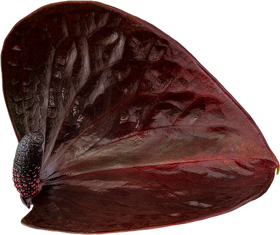 bloemgrootte: 2001532