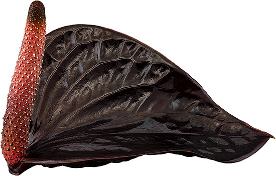 bloemgrootte: 2001020