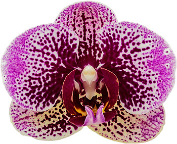 bloemgrootte: 234498