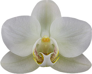 bloemgrootte: 245810