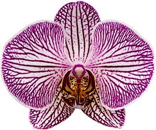 tamanho da flor: 1017527