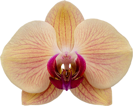 bloemgrootte: 1023069