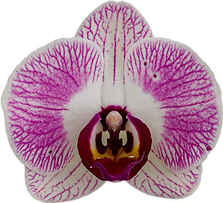 tamanho da flor: 315110