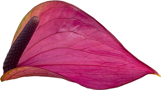 bloemgrootte: 2001117