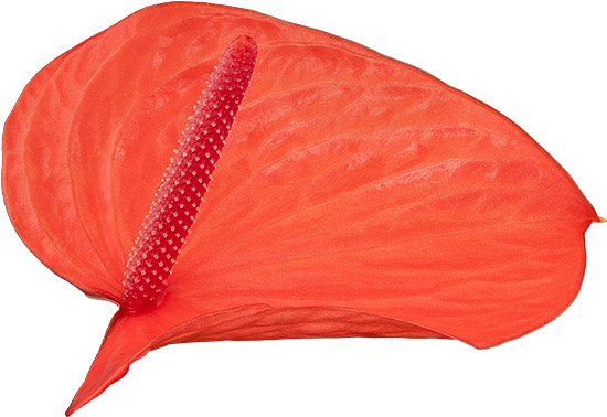 bloemgrootte: 2001697