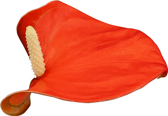 bloemgrootte: 1007357