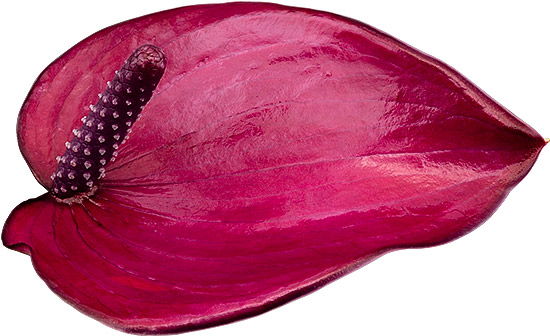 bloemgrootte: 1007740