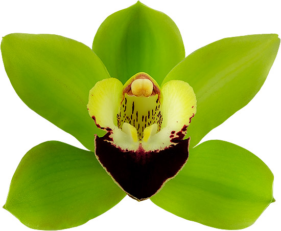 tamanho da flor: 8509