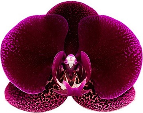 bloemgrootte: 1017930