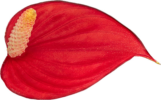 bloemgrootte: 2000979