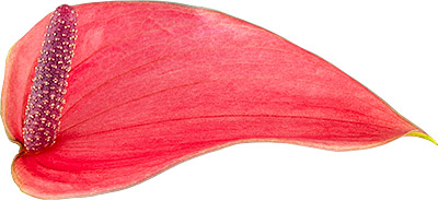 bloemgrootte: 1007361