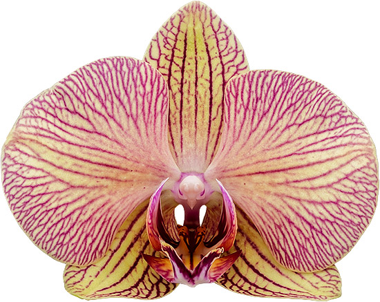 bloemgrootte: 1021683