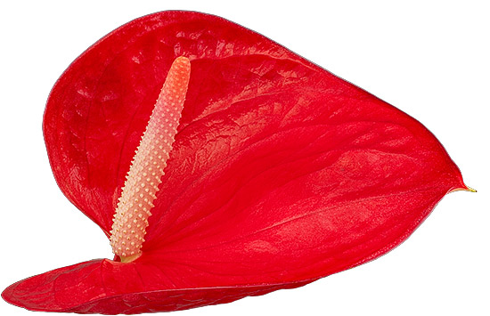 bloemgrootte: 2001562