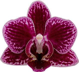 bloemgrootte: 4,5