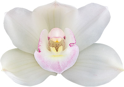 tamaño de la flor: 8639