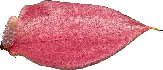 bloemgrootte: 1008283