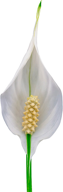 bloemgrootte: 1011584