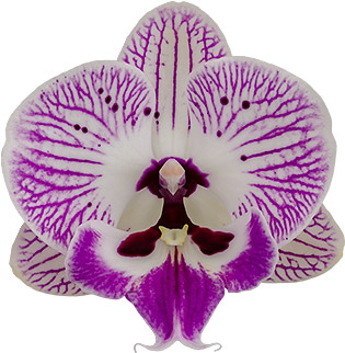 bloemgrootte: 315109