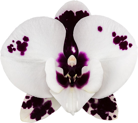 bloemgrootte: 1021841