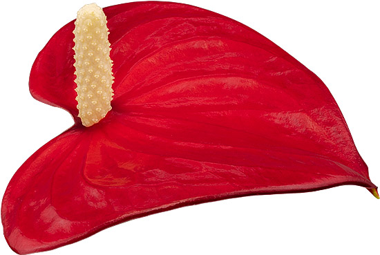 bloemgrootte: 1009678