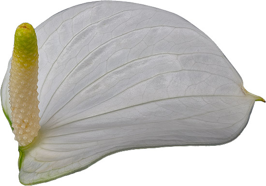 bloemgrootte: 2001421