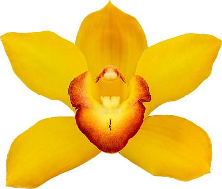 bloemgrootte: 8772