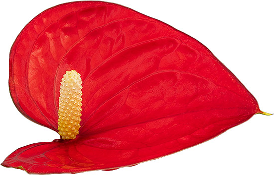 bloemgrootte: 2001140