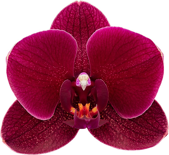 bloemgrootte: 1023590