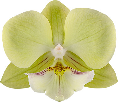 bloemgrootte: 1020479