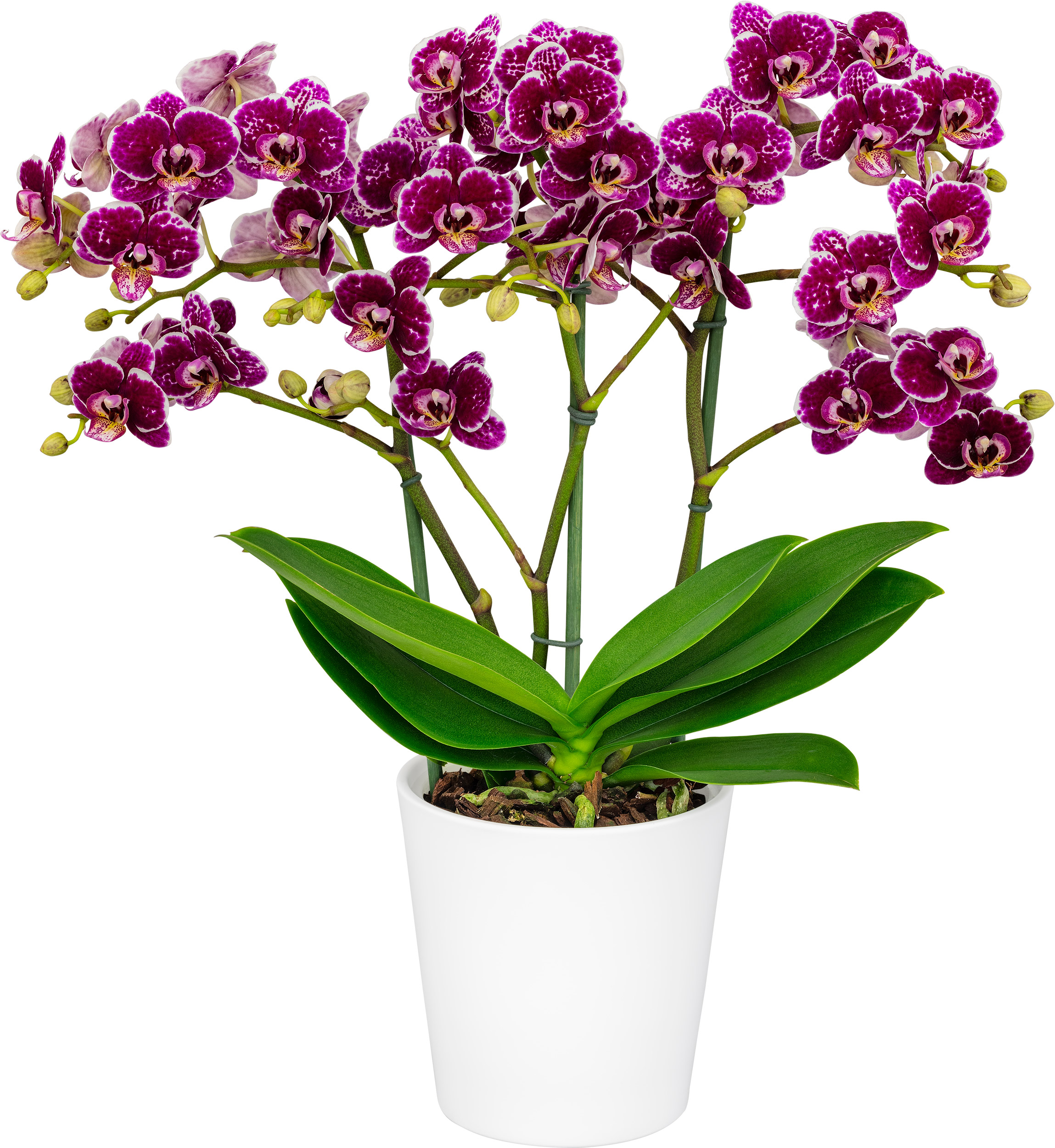 Floricultura - 1010861