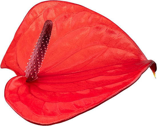 bloemgrootte: Umbraco.Cms.Web.Common.PublishedModels.DtFlowerSize