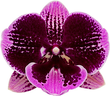 bloemgrootte: 316075