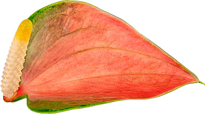 bloemgrootte: 1006172