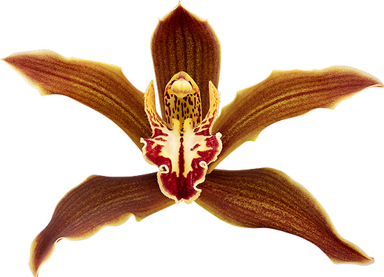 bloemgrootte: 8780