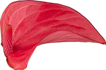 bloemgrootte: 1002511