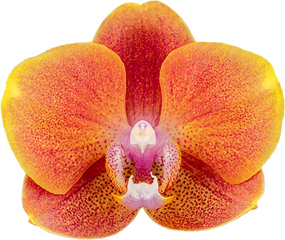 tamaño de la flor: 6,5