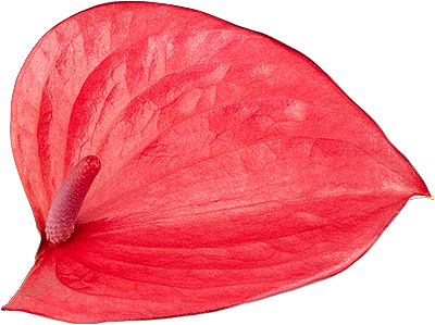 bloemgrootte: 1006016